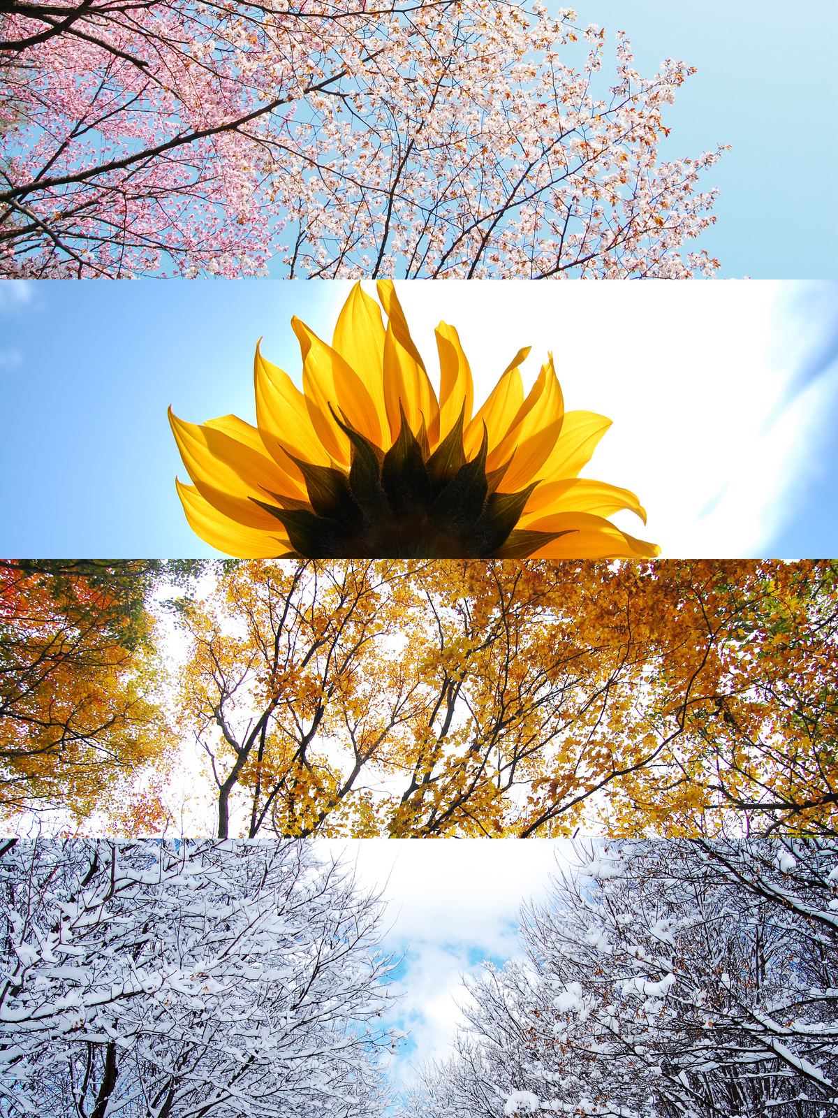 Four Seasons